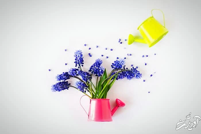 آبیاری گل سنبل